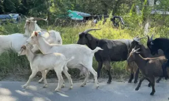 Проверки на Българската агенция за безопасност на храните БАБХ в