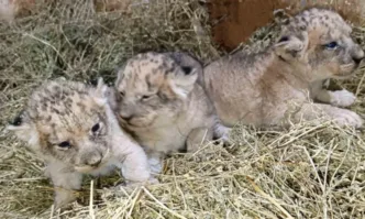 Имани, Макена и Заир са имената на трите лъвчета в Зоопарк Стара Загора