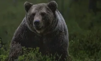 Нападения от мечки в Смолянско: 11 изядени животни, местните са притеснени да не влязат в селата