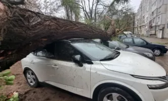 Община Пловдив ще плати операцията на ударения от паднало дърво мъж