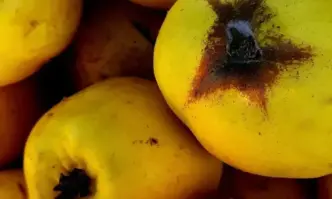 Опасна болест по дюлевите дървета напълно унищожи реколтата от традиционния