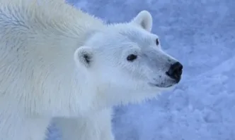 Мъж в далечния север на Канада скочил върху бяла мечка