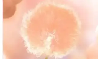 Нежният и топъл нюанс на цвета на прасковения мъх Peach