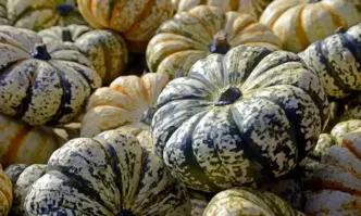 Най големият фестивал за Хелоуин в Румъния West Side Hallo Fest