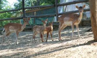 Три новородени сърнички вече радват посетителите на зоопарка в Благоевград