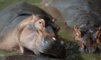 24 часа: За хипопотамите и кандидатурите