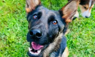 Историята на кучето Лея трогна хиляди потребители във Фейсбук Немската