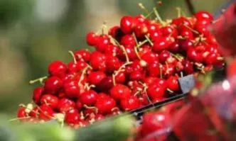 Първите череши у нас ще са между 10 и 15 евро за килограм