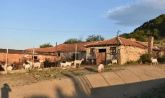 Спецакция в Сливенско: Разкриха злоупотреби с европари за отглеждане на кози