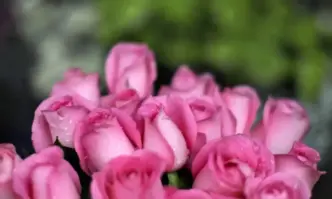 Международният ден на жената се празнува всяка година на 8