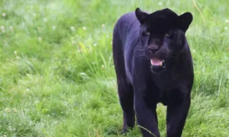 Два са изпуснатите черни леопарда край Шумен, единият – бременен и опасен