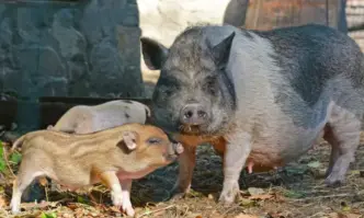 Леопардчето Марго e най младият обитател на зоокъта и ще остане