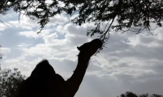 Ками младо камилче от пакистанската провинция Синд успя да проходи