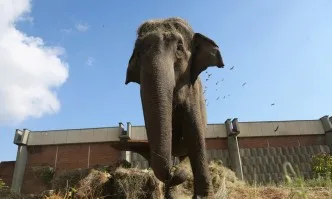 Слоницата Артайда празнува рожден ден в Столичния зоопарк