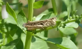 Започва авиационно третиране срещу марокански скакалци в Петрич и Сандански