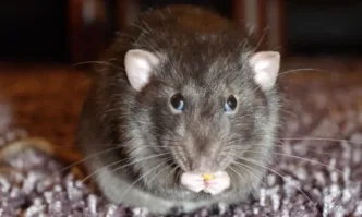 Заради стачка на боклукчиите в Бирмингам орди от плъхове нападат