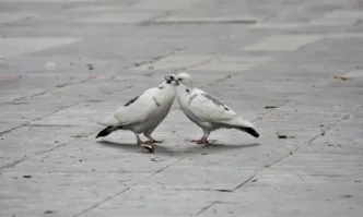 В свят на забързано всекидневие планирани емоции и изкуствени жестове