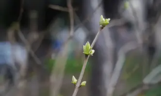 Максималните температури за страната остават високи за края на февруари