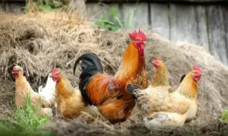 БАБХ констатира ново огнище на птичи грип във ферма в землището на Генерал Тошево
