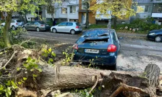 Дърво е паднало върху 8 автомобила в столичния квартал Младост 1