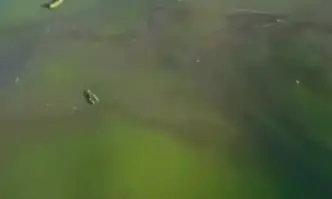 Зелени води край Одеса заради прелелите води на язовир Каховка