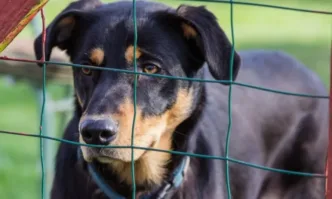 Огнище на болестта гана е констатирано в общинския приют за