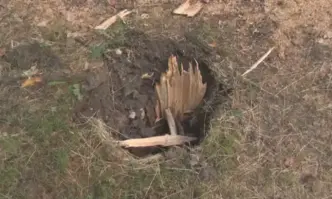 Огромно дърво падна върху детска площадка в Русе Инцидентът е