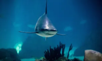 Три български риболовни кораба са задържани в териториалните води на