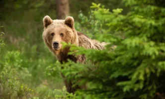 Мечка се появи край Симеоновския лифт на Витоша
