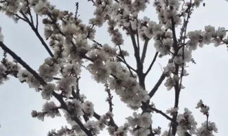 В събота 26 април преди обяд ще бъде предимно слънчево