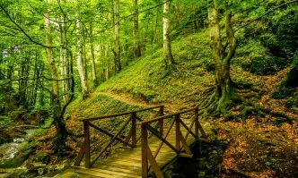 Денят за по-чист въздух, да засадим Новата гора на София