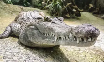 Огромен алигатор заловиха във Флорида