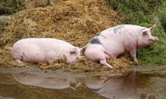 Потвърдиха чума по свинете и във Видин