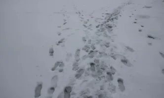 Пътищата към Витоша са временно затворени, отстраняват се паднали дървета
