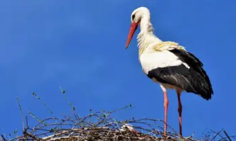 Първият за този сезон щъркел в Хасковско долетя в близкото