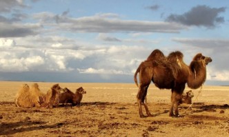 Отказват участие на камили в конкурс за красота заради ботокс