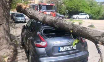 Паднало дърво е премазало автомобил в столицата предаде репортер на