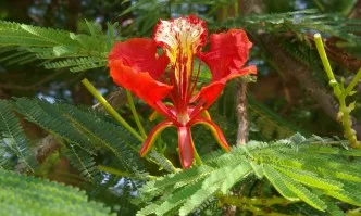 Вълшебната папрат – цветето на Перун