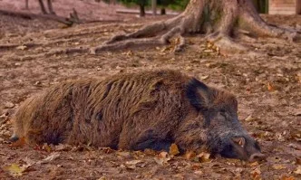 Ново огнище на чума по свинете е регистрирано в област Смолян