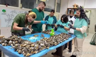 Близо 600 птици са намерени мъртви след новогодишната нощ в