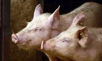 Умъртвяват 40 000 прасета във Варненско