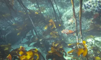 На 8 юни отбелязваме Световния ден на океаните По цял