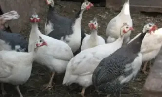 Българската агенция по безопасност на храните БАБХ констатира огнище на птичи