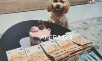 Очаквам бум в продажбата на пудели Онези от нас които са