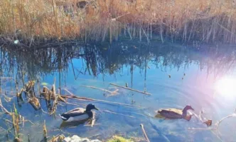 Столичната община започва ще възстановява езерата в Южния парк като