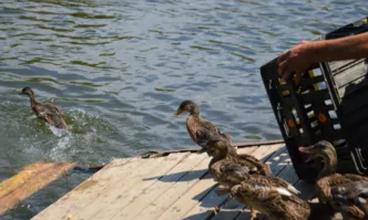 55 нови патици вече са част от голямото водно семейство на езерото в парк Бачиново
