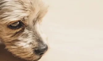 Различни фондации организират събиране на жълти стотинки в помощ на