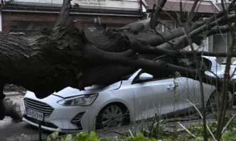 Заради много бурен вятър огромно дърво рухна върху кола в