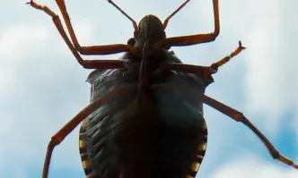 Дървеници плъзнаха в Центъра за спешна помощ във Видин Насекомите