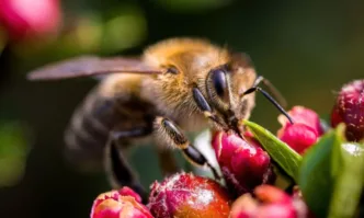 На първото заседание на Консултативния съвет по пчеларство за годината